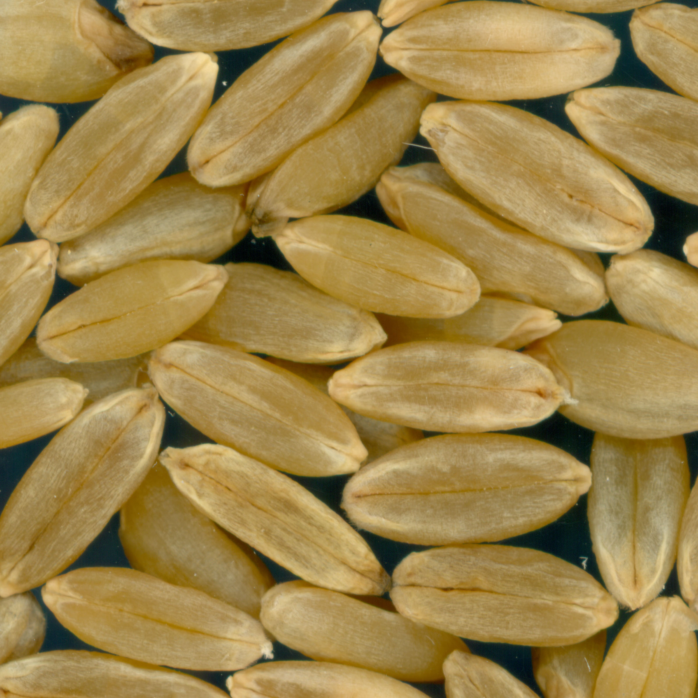 Click for 3 image(s) for this accession. KERNELS
